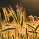 wheats-grains-wheat-field-stockpack-pixabay.jpg wheats, grains, wheat field