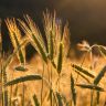 wheats, grains, wheat field