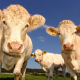 agriculture-cows-curious-pasture-stockpack-pexels.jpg Agriculture cows curious pasture