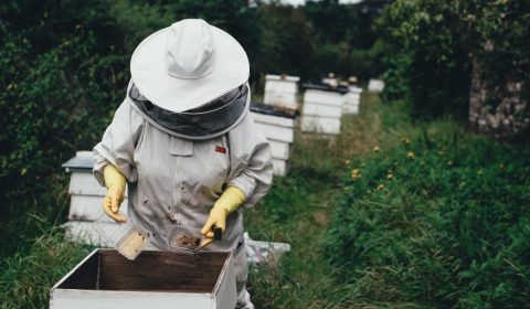 apiary, bee, bee farm