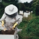 apiary-bee-bee-farm-stockpack-pixabay.jpg apiary, bee, bee farm