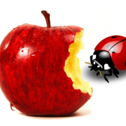 apple bug Apple Bug