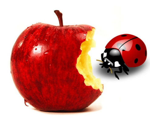 apple bug Apple Bug
