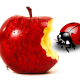 apple bug Apple Bug