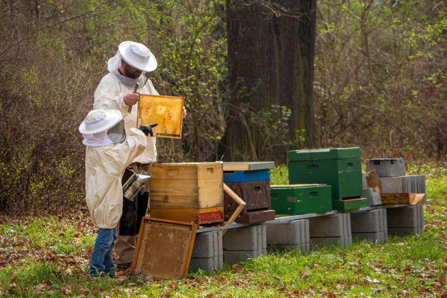 beekeeper, bees, offspring