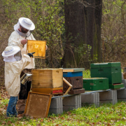 beekeeper-bees-offspring-stockpack-pixabay.jpg beekeeper, bees, offspring