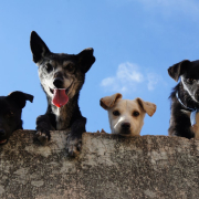 Black and white short coated dogs