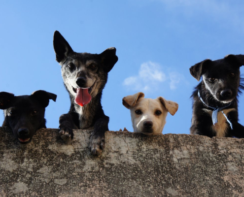 Black and white short coated dogs