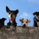 black-and-white-short-coated-dogs-stockpack-pexels.jpg Black and white short coated dogs