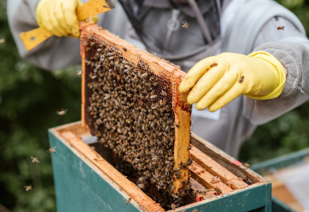 crop-farmer-taking-honeycomb-from-beehive-stockpack-pexels.jpg Crop farmer taking honeycomb from beehive
