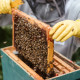 Crop farmer taking honeycomb from beehive