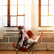 dog-chair-boss-stockpack-pixabay.jpg dog, chair, boss