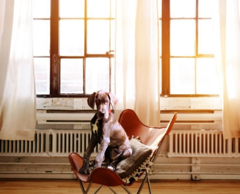 dog-chair-boss-stockpack-pixabay.jpg dog, chair, boss