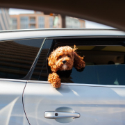 dog-puppy-pet-stockpack-pixabay.jpg dog, puppy, pet