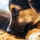 dog-puppy-sad-stockpack-pixabay.jpg dog, puppy, sad