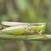 grasshopper-migratory-locust-acrididae-stockpack-pixabay.jpg grasshopper, migratory locust, acrididae