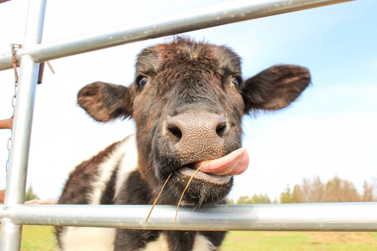 happy-cows-come-from-california-stockpack-unsplash.jpg Happy cows come from California
