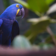 hyacinth-macaw-bird-feature Hyacinth Macaw Bird Feature