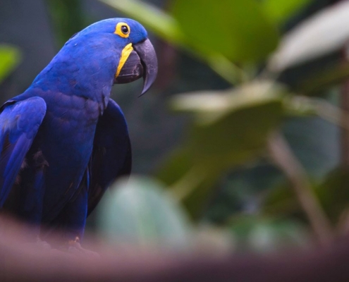 Hyacinth Macaw Bird Feature