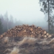 wood-logs-bole-stockpack-pixabay.jpg wood, logs, bole