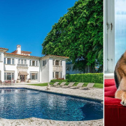 world-richest-dog-german-shepherd-gunther-iv-selling-madonna-miami-mansion-one-million-dollars-ok-1637266207332 World Richest Dog German Shepherd Gunther Iv Selling Madonna Miami Mansion One Million Dollars Ok 1637266207332