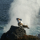 albatrosses, more, water