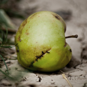 apple-corrupted-lazy-stockpack-pixabay.jpg apple, corrupted, lazy