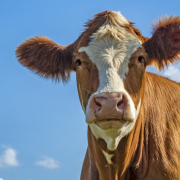 cow-beef-red-holstein-stockpack-pixabay.jpg cow, beef, red holstein