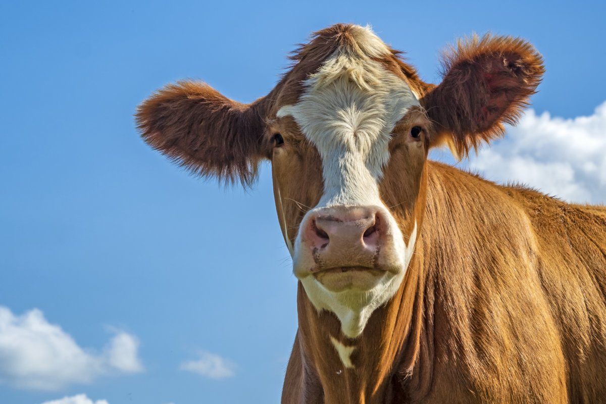 cow, beef, red holstein