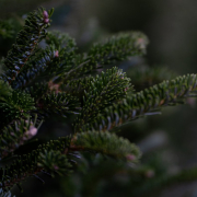 douglas-fir-tree-christmas-tree-stockpack-pixabay.jpg douglas fir, tree, christmas tree