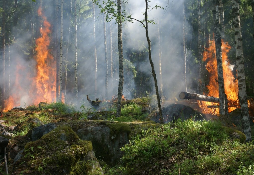 forest-fire-trees-burning-stockpack-pixabay.jpg forest fire, trees, burning