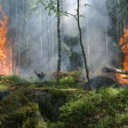 forest-fire-trees-burning-stockpack-pixabay.jpg forest fire, trees, burning