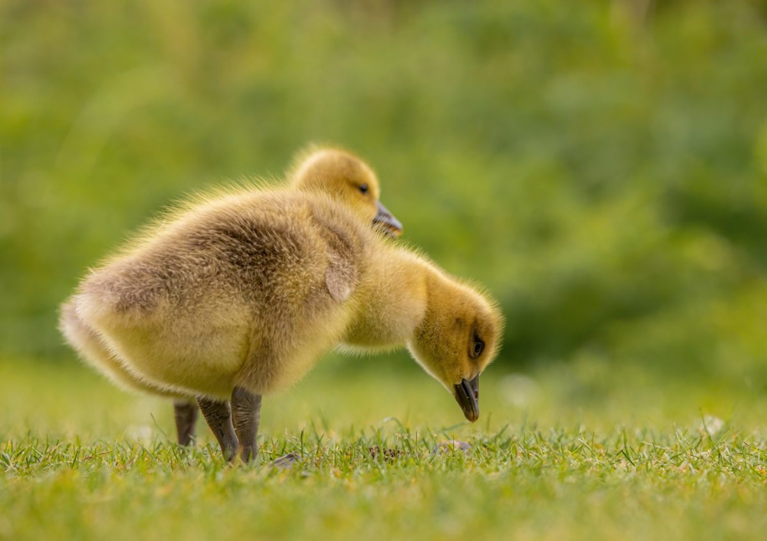 geese, goslings, birds
