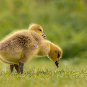 geese-goslings-birds-stockpack-pixabay.jpg geese, goslings, birds
