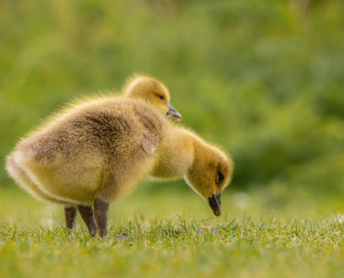 geese-goslings-birds-stockpack-pixabay.jpg geese, goslings, birds