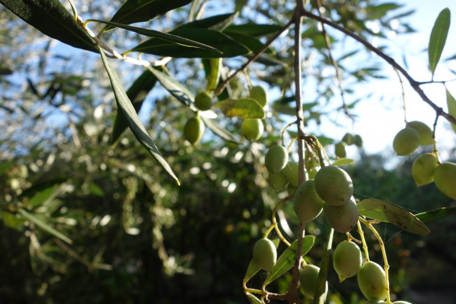 olives, greece, tree