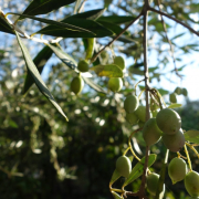 olives-greece-tree-stockpack-pixabay.jpg olives, greece, tree