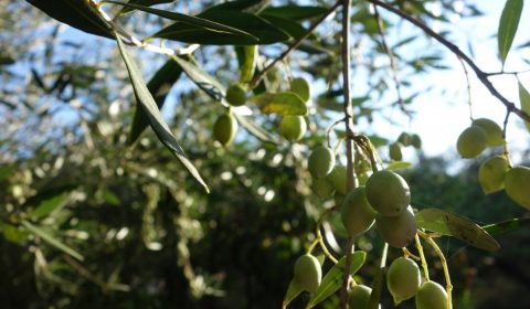 olives, greece, tree