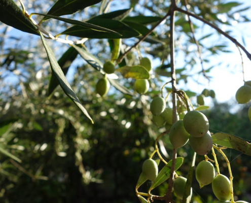 olives-greece-tree-stockpack-pixabay.jpg olives, greece, tree
