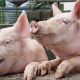 porci Porci
