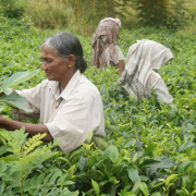 sri-lanka-tea-harvest-tea-stockpack-pixabay.jpg sri lanka, tea harvest, tea