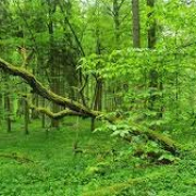 Białowieża Białowieża