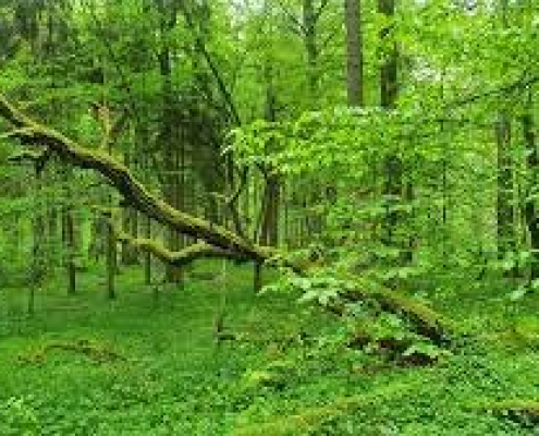 Białowieża Białowieża