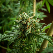cannabis-plant-stockpack-unsplash.jpg Cannabis plant