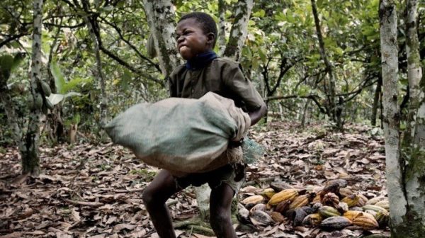 Copii Cacao Ciocolata Industrie Munca Exploatare