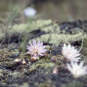 flower-wildflower-nature-stockpack-pixabay.jpg flower, wildflower, nature
