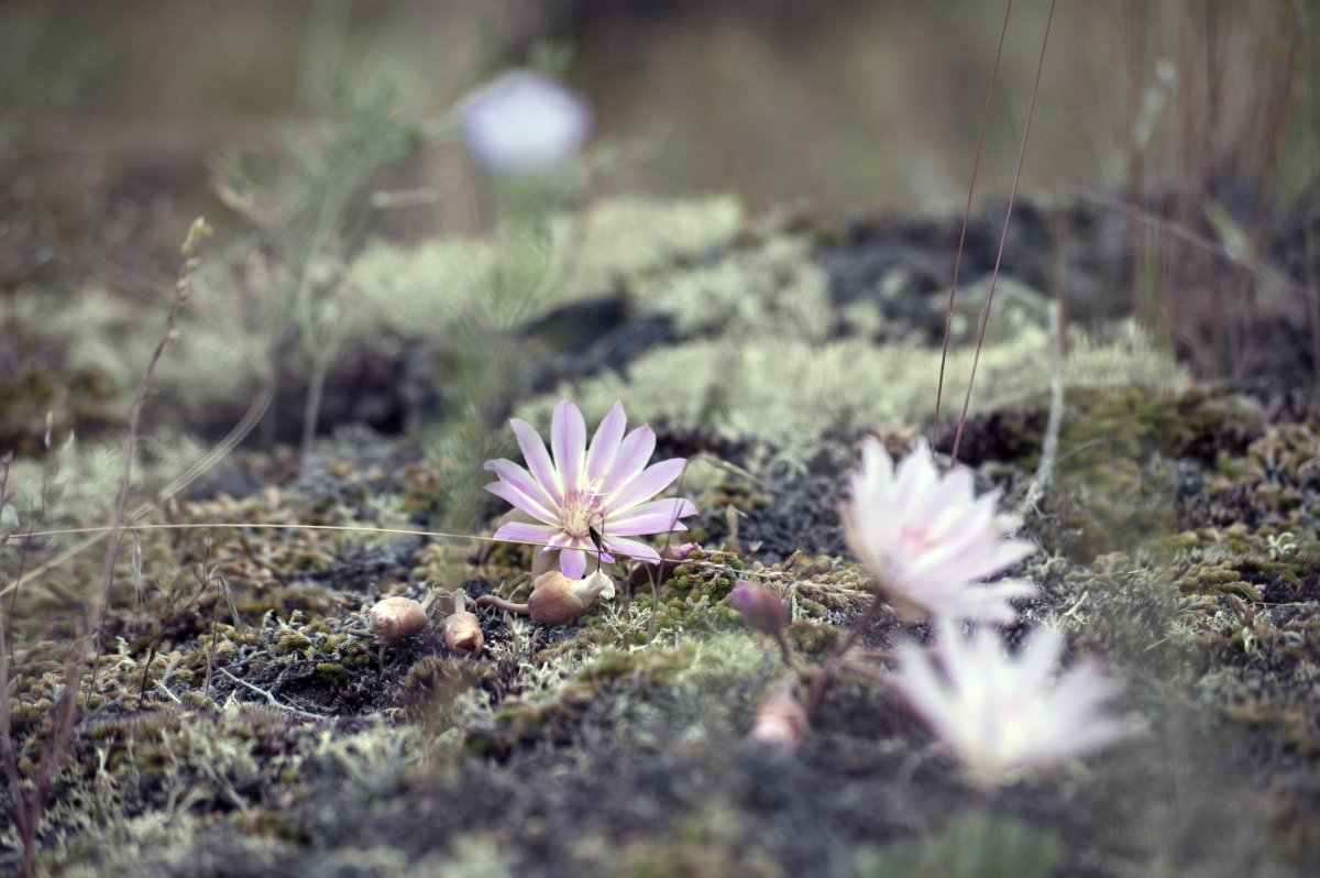 flower-wildflower-nature-stockpack-pixabay.jpg flower, wildflower, nature