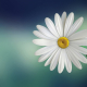 marguerite, daisy, flower