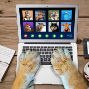 video call, video, conference