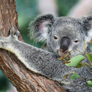 A cute koala chews on eucalyptus leaves at Koala Gardens, Kuranda, Australia.